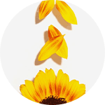 Calendula Extract