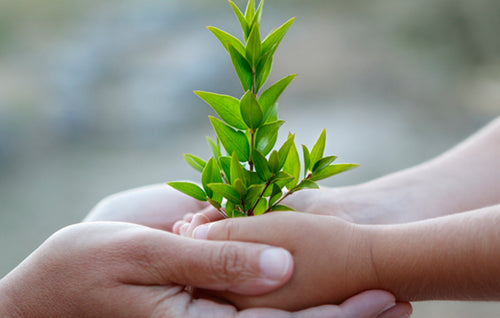Kid and parent holding a plant together. 
