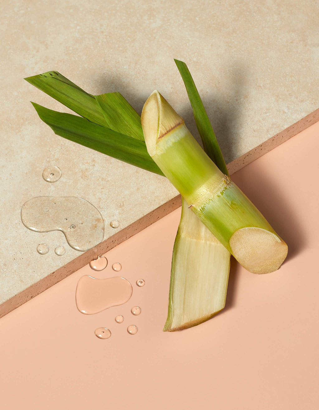 Sugarcane image